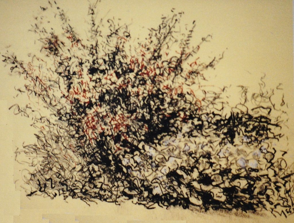 hedgerow 1
